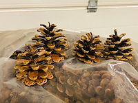5x zak a 10 kilo dennenappels - afbeelding 3 van  7