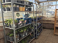 6x deense kar - afbeelding 2 van  5