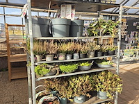 6x deense kar - afbeelding 3 van  5