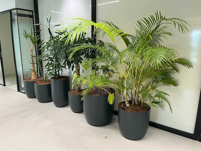 6x diverse plant met pot - afbeelding 2 van  6