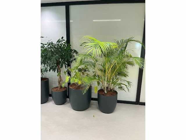 6x diverse plant met pot - afbeelding 3 van  6