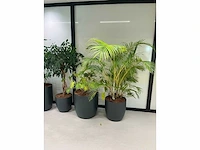 6x diverse plant met pot - afbeelding 3 van  6