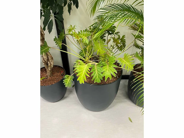 6x diverse plant met pot - afbeelding 4 van  6