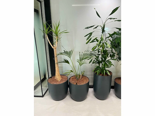 6x diverse plant met pot - afbeelding 5 van  6