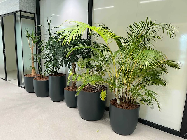 6x diverse plant met pot - afbeelding 1 van  6
