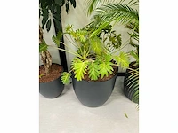 6x diverse plant met pot - afbeelding 4 van  6