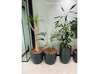 6x diverse plant met pot - afbeelding 5 van  6