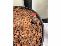 6x diverse plant met pot - afbeelding 6 van  6