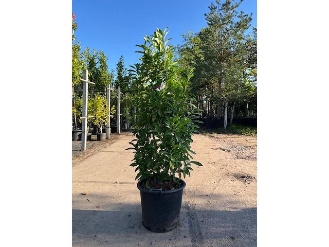 6x laurierkers, prunus 'novita', haagplant, wintergroen, ca. 100-150 cm hoog - afbeelding 1 van  2