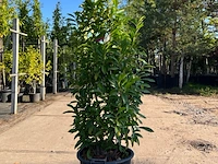 6x laurierkers, prunus 'novita', haagplant, wintergroen, ca. 100-150 cm hoog