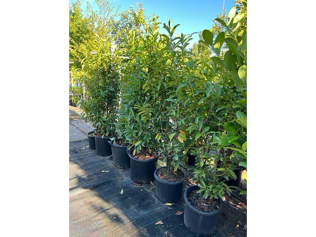 6x laurierkers, prunus 'novita', haagplant, wintergroen, ca. 100-150 cm hoog - afbeelding 2 van  2