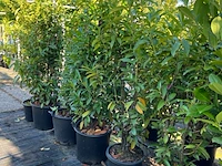 6x laurierkers, prunus 'novita', haagplant, wintergroen, ca. 100-150 cm hoog - afbeelding 2 van  2