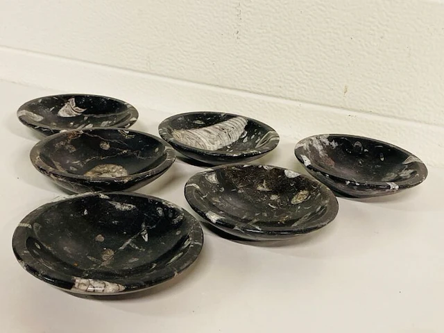 6x orthoceras schalen - afbeelding 2 van  5