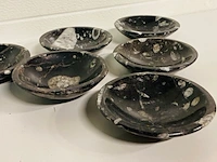 6x orthoceras schalen - afbeelding 4 van  5