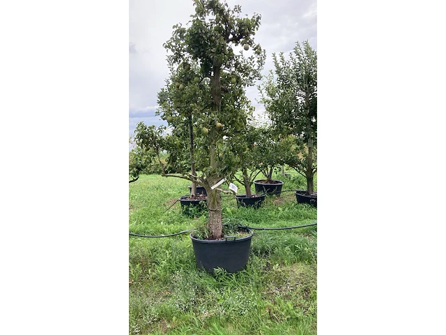 6x perenboom, pyrus 'conference', karakterboom, vruchtdragend, ca. 3-3.5 m hoog - afbeelding 1 van  7