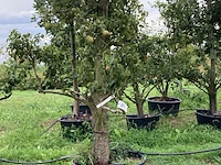 6x perenboom, pyrus 'conference', karakterboom, vruchtdragend, ca. 3-3.5 m hoog