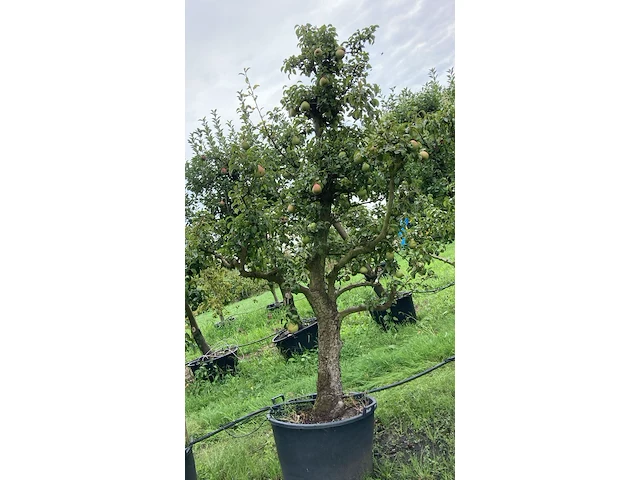 6x perenboom, pyrus 'conference', karakterboom, vruchtdragend, ca. 3-3.5 m hoog - afbeelding 2 van  7