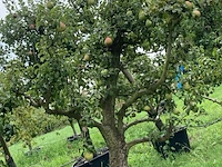 6x perenboom, pyrus 'conference', karakterboom, vruchtdragend, ca. 3-3.5 m hoog - afbeelding 2 van  7