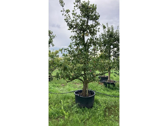 6x perenboom, pyrus 'conference', karakterboom, vruchtdragend, ca. 3-3.5 m hoog - afbeelding 3 van  7