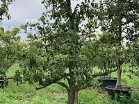 6x perenboom, pyrus 'conference', karakterboom, vruchtdragend, ca. 3-3.5 m hoog - afbeelding 3 van  7