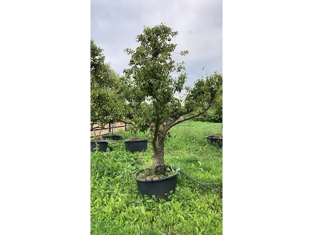 6x perenboom, pyrus 'conference', karakterboom, vruchtdragend, ca. 3-3.5 m hoog - afbeelding 4 van  7