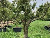 6x perenboom, pyrus 'conference', karakterboom, vruchtdragend, ca. 3-3.5 m hoog - afbeelding 4 van  7