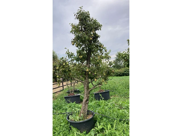 6x perenboom, pyrus 'conference', karakterboom, vruchtdragend, ca. 3-3.5 m hoog - afbeelding 5 van  7