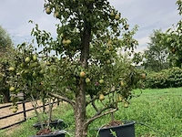 6x perenboom, pyrus 'conference', karakterboom, vruchtdragend, ca. 3-3.5 m hoog - afbeelding 5 van  7