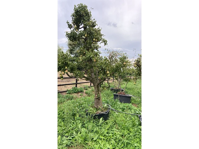 6x perenboom, pyrus 'conference', karakterboom, vruchtdragend, ca. 3-3.5 m hoog - afbeelding 6 van  7