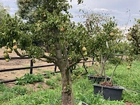 6x perenboom, pyrus 'conference', karakterboom, vruchtdragend, ca. 3-3.5 m hoog - afbeelding 6 van  7