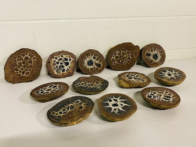 6x septariepaartjes groot - afbeelding 1 van  5