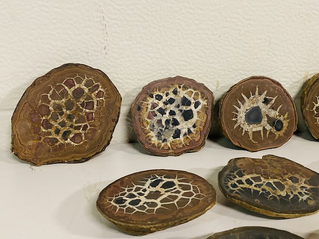 6x septariepaartjes groot - afbeelding 2 van  5