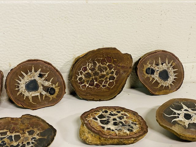 6x septariepaartjes groot - afbeelding 3 van  5