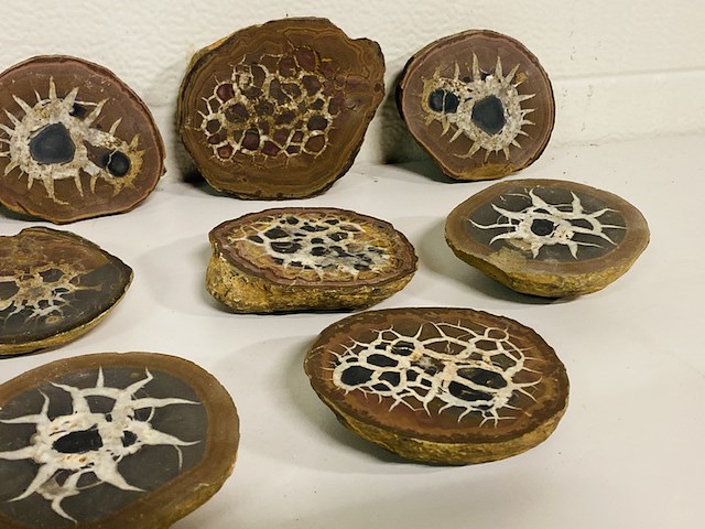 6x septariepaartjes groot - afbeelding 4 van  5