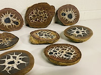 6x septariepaartjes groot - afbeelding 4 van  5