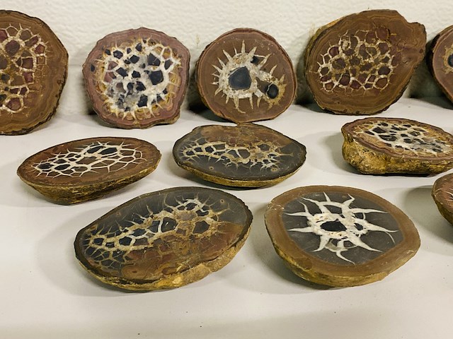 6x septariepaartjes groot - afbeelding 5 van  5