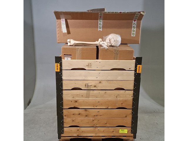 6x skeletmodel op standaard - afbeelding 1 van  15