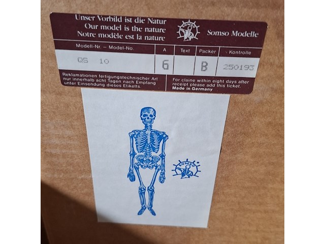 6x skeletmodel op standaard - afbeelding 8 van  15