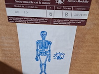 6x skeletmodel op standaard - afbeelding 8 van  15