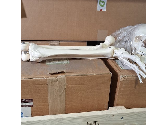6x skeletmodel op standaard - afbeelding 10 van  15