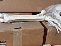 6x skeletmodel op standaard - afbeelding 10 van  15