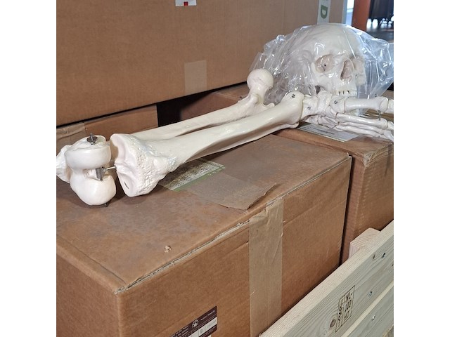 6x skeletmodel op standaard - afbeelding 11 van  15