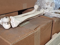 6x skeletmodel op standaard - afbeelding 11 van  15