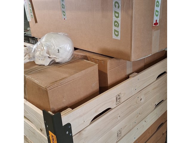 6x skeletmodel op standaard - afbeelding 12 van  15