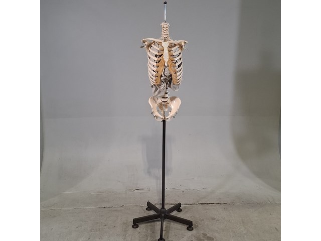6x skeletmodel op standaard - afbeelding 13 van  15