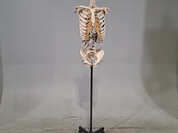 6x skeletmodel op standaard - afbeelding 13 van  15