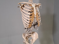 6x skeletmodel op standaard - afbeelding 15 van  15