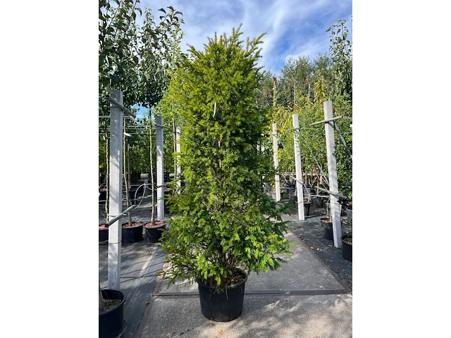 6x venijnboom, taxus baccata, haagplant, wintergroen, ca. 175-225 cm hoog - afbeelding 1 van  3