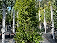 6x venijnboom, taxus baccata, haagplant, wintergroen, ca. 175-225 cm hoog