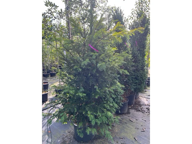 6x venijnboom, taxus baccata, haagplant, wintergroen, ca. 175-225 cm hoog - afbeelding 2 van  3